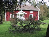 Det gamle træ, som JR havde brugt til sin hængekøje var faldet